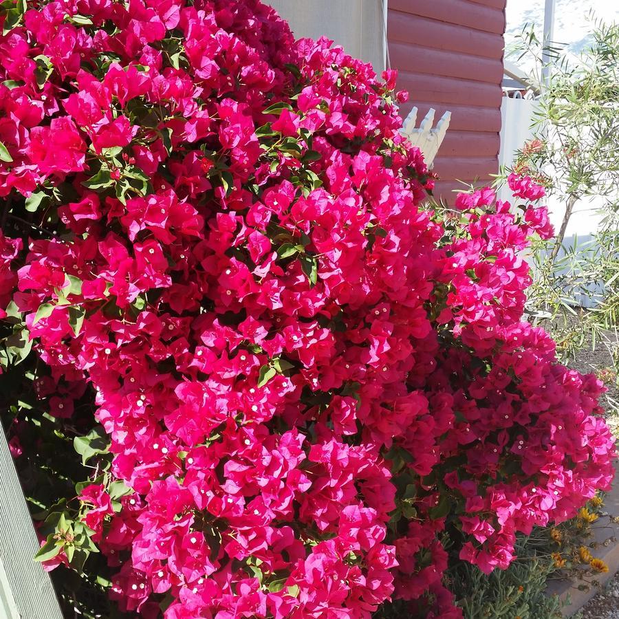 Sonja'S Bed And Breakfast Lightning Ridge Exterior photo